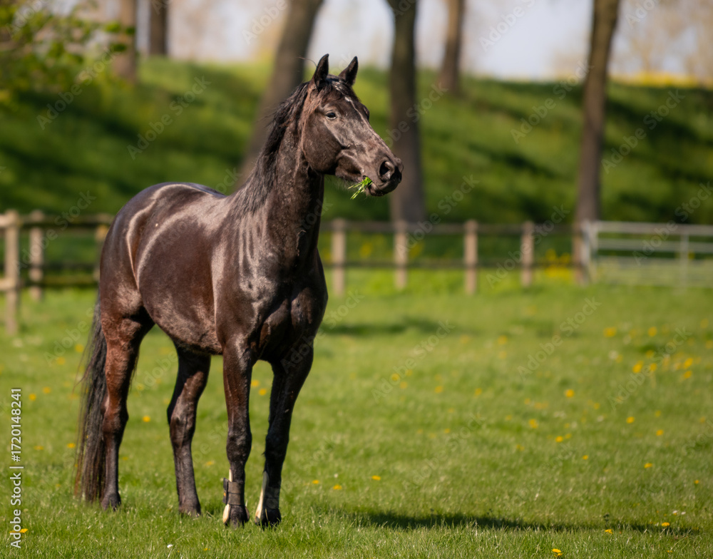 Fototapeta premium horse at the meadow
