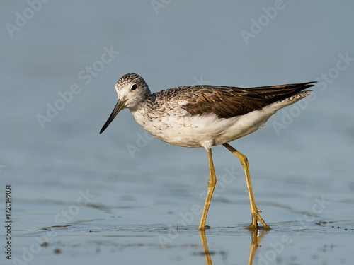 Common greenshank (Tringa nebularia)