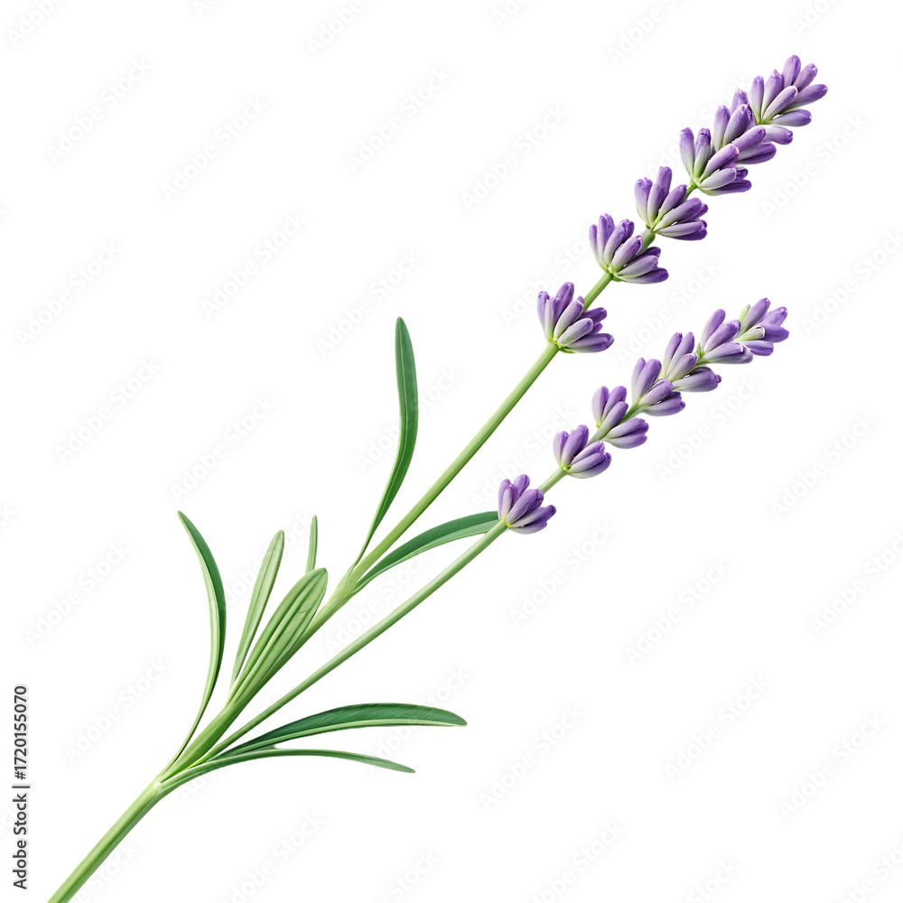 Fototapeta premium A single sprig of lavender with delicate purple blossoms and green leaves isolated on a transparent background