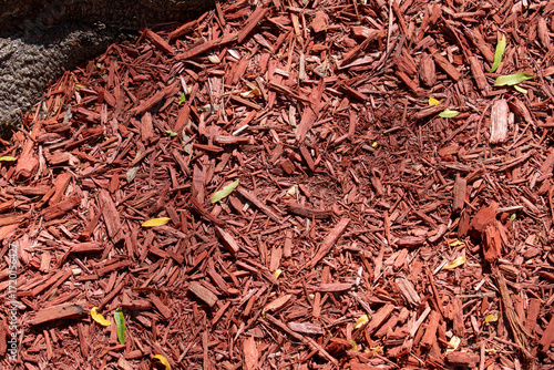 Εκτύπωση καμβά Rich red mulch surrounds tree base in bright sunlight