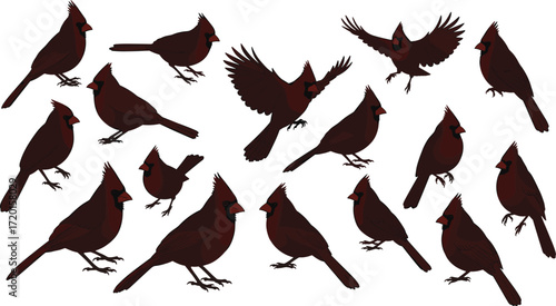 Northern Cardinal bird illustration, flying cardinal silhouette, perched red bird vector, wildlife clipart, avian graphic, nature animal design