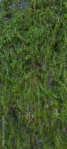 textura de musgo