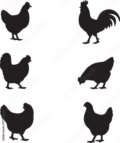 Silhouette vector of local origin poultry and chicken