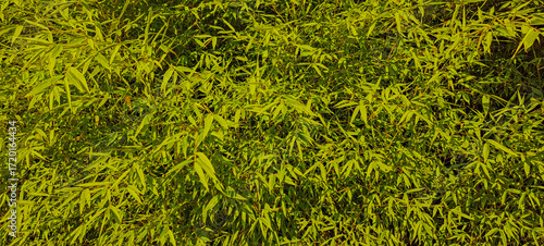 cerca verde