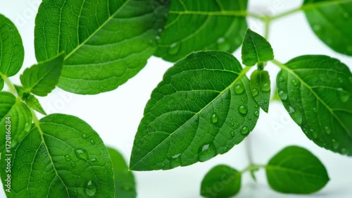 Close-up of fresh green leaves with water droplets