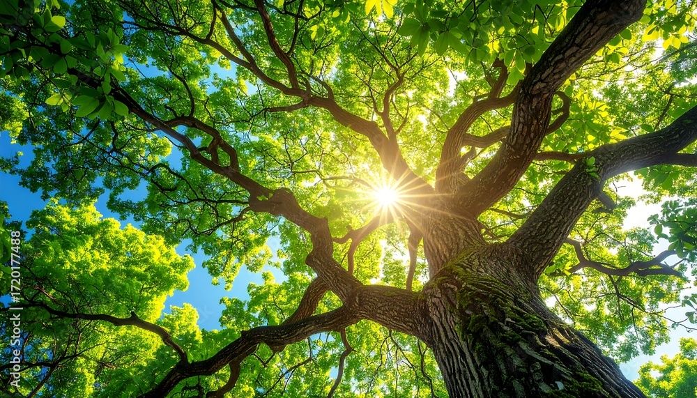Fototapeta premium A sunlit, upward view of a large oak tree. The vibrant green leaves and branches create a canopy against the blue sky. The sun's rays burst through