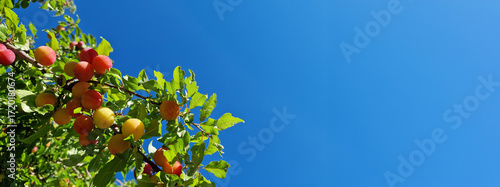 plums on a plum tree, space, blue sky 