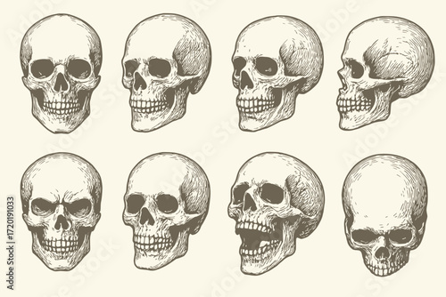 Vintage Engraving Style Human Skull Illustrations in Detailed Black Line Art for Anatomical Design