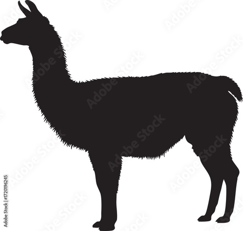 Silhouette of a llama standing profile view on background animal