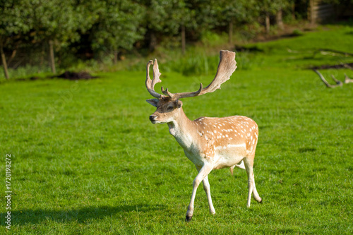 Fototapeta Naklejka Na Ścianę i Meble -  Jeleń daniel zwyczajny na łące ujęcie z przodu.	
