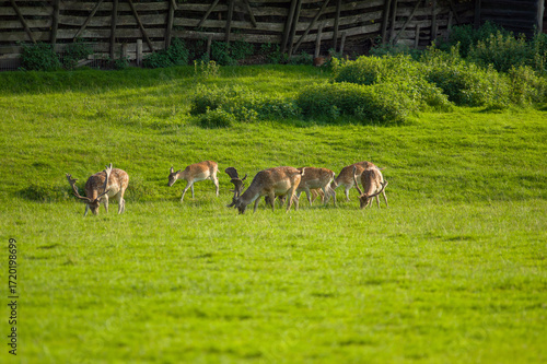 Fototapeta Naklejka Na Ścianę i Meble -  Grupa zwierząt sarny jelenie na zielonym pastwisku z ogrodzeniem.