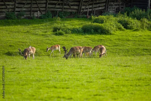 Fototapeta Grupa zwierząt sarny jelenie na zielonym pastwisku z ogrodzeniem.