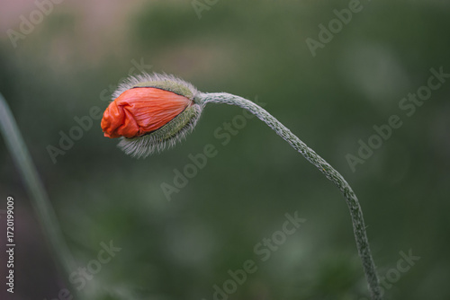 A single, half-open red poppy bud