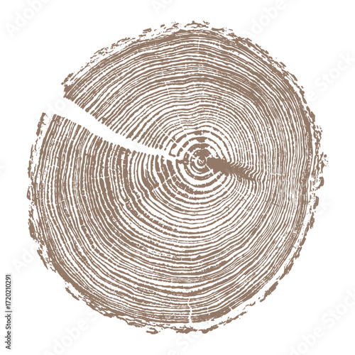 Vector illustration of tree trunk cross section with detailed wood rings and cracked texture, growth pattern and natural timber design for forestry, lumber, ecology and nature themes