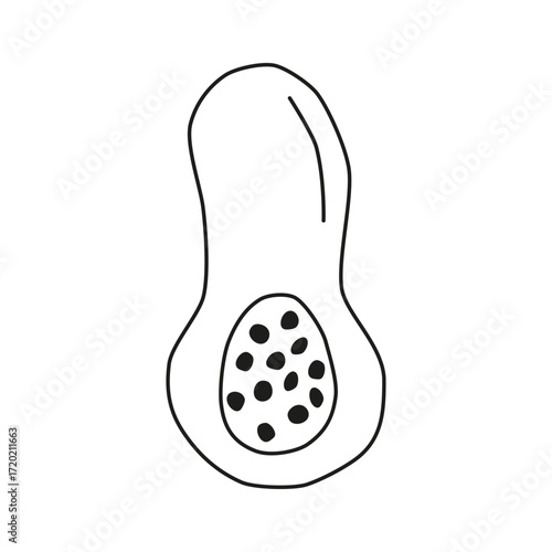 Cute hand drawn outline decorative halved butternut pumpkin with seeds isolated on white background.