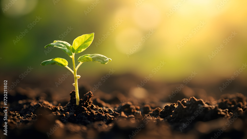 Obraz premium Realistic close-up of a young plant sprouting from fertile soil in morning light, symbol of growth, renewal and sustainability