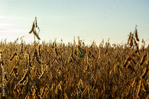Golden soybean plants stretch across the landscape, reflecting sunlight during the warm harvest season at dusk