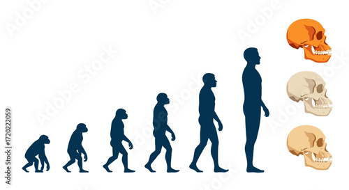 Understanding the evolutionary journey of humans from primates to modern sapiens over millennia.
