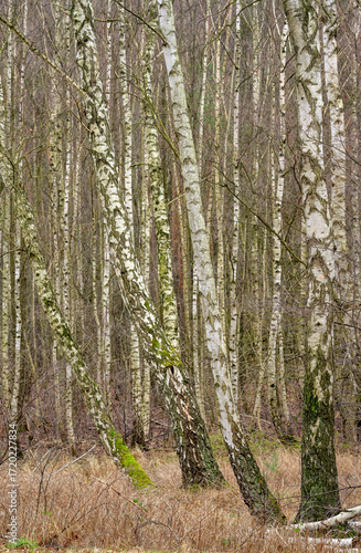 Birkenwäldchen am winterlichen 