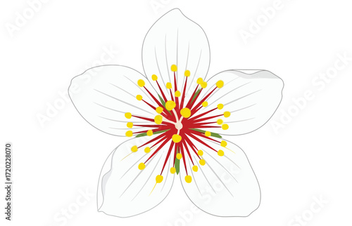 Vector art of elegant line art illustration featuring a delicate arrangement of calla lilies and tulips, , showcasing their graceful forms and intricate details in a minimalist style