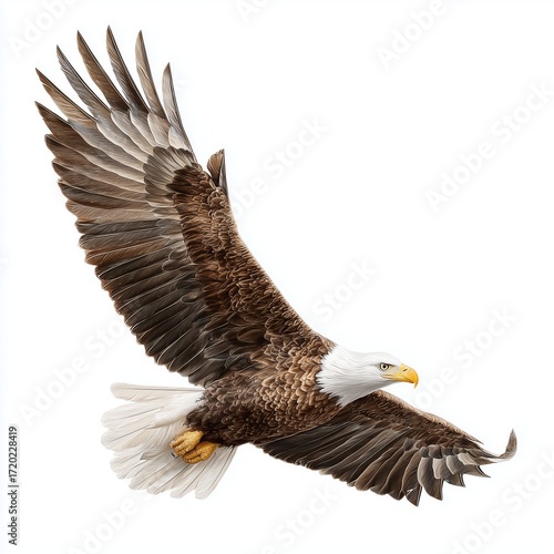 Majestic Eagle in Flight , PNG isolated cut out image