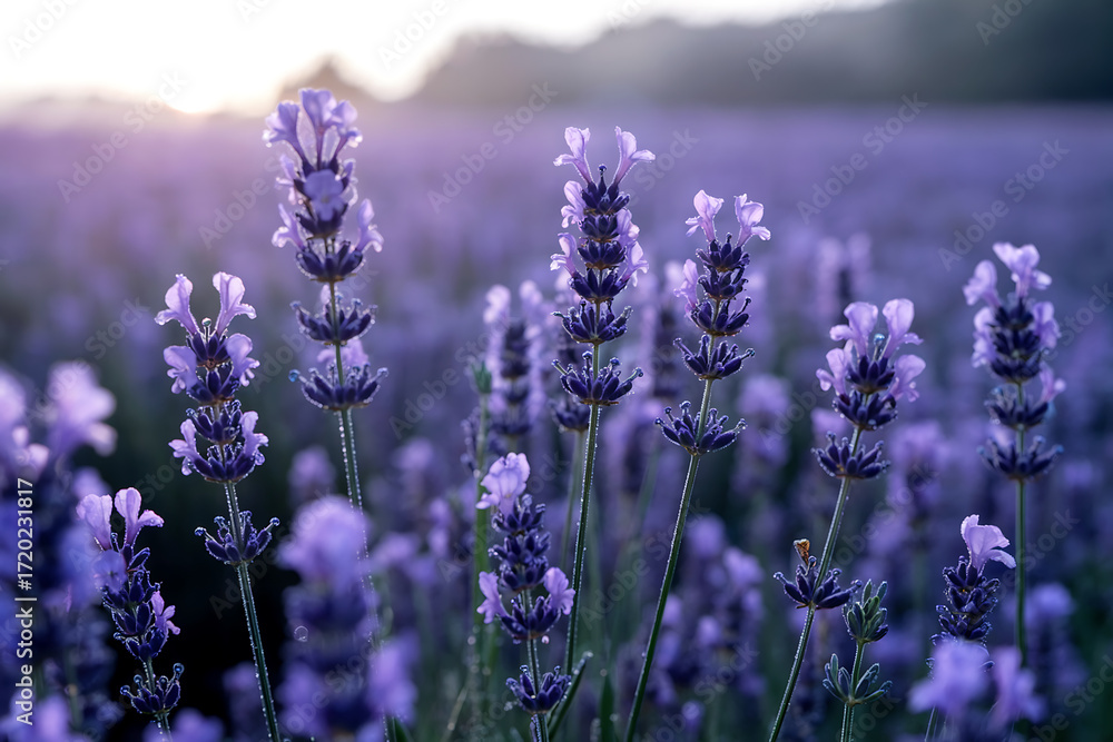 Obraz premium Close up of purple lavender flowers in a field at sunrise nature
