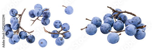 Fresh blackthorn berries with twig, prunus spinosa isolated on white background. Top view. Flat lay