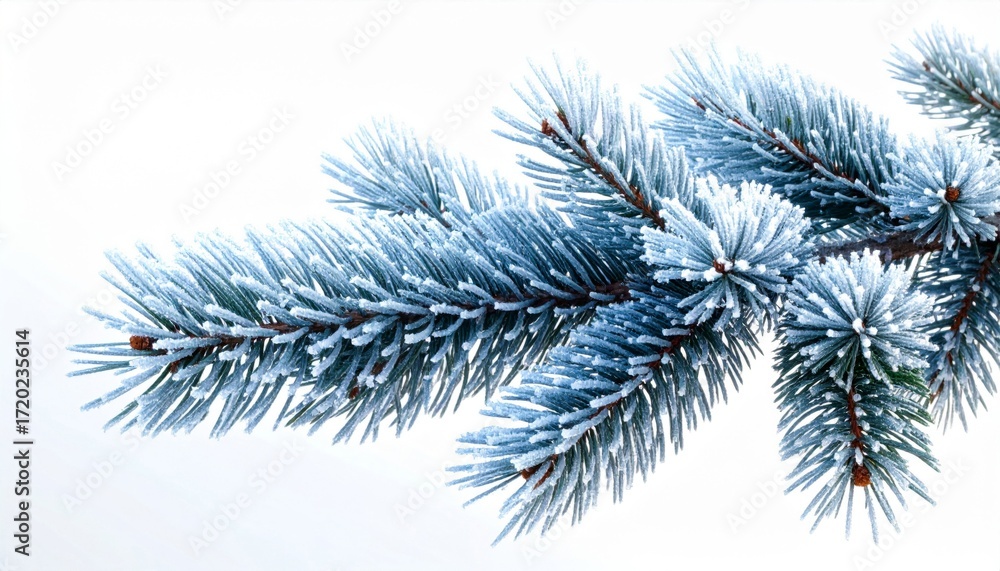 Obraz premium Icy Blue Pine Tree Branch Against White Background in Winter Season