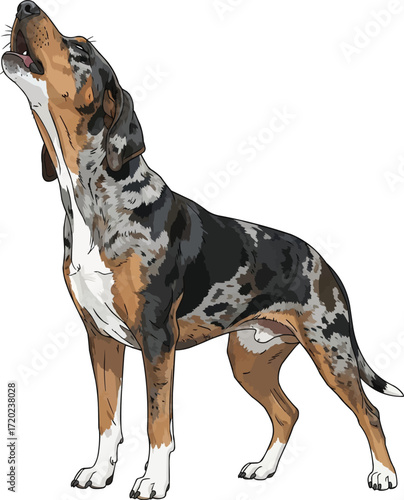 Catahoula Leopard Dog howling stance vector illustration