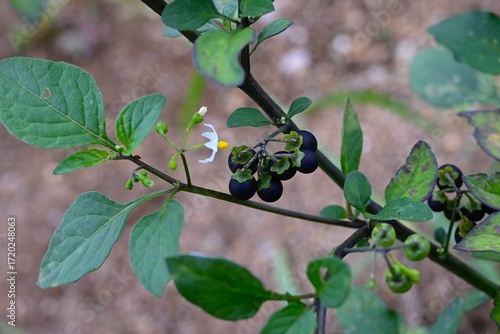 Black nightshade (Solanum nigrum) flowers and berries. Solanaceae annual plants. White flowers bloom in summer and the berries ripen from green to black.