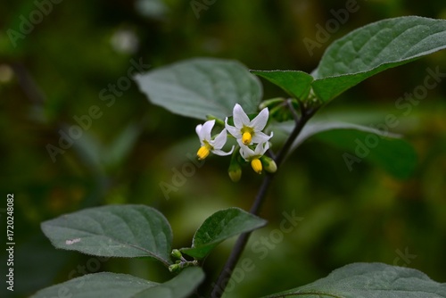 Foto Black nightshade (Solanum nigrum) flowers and berries