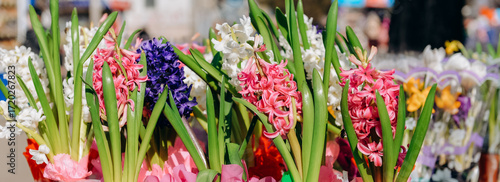 Blooming hyacinth in the spring in the garden. Cultivation of hyacinths in a greenhouse. Symbol of spring holidays.