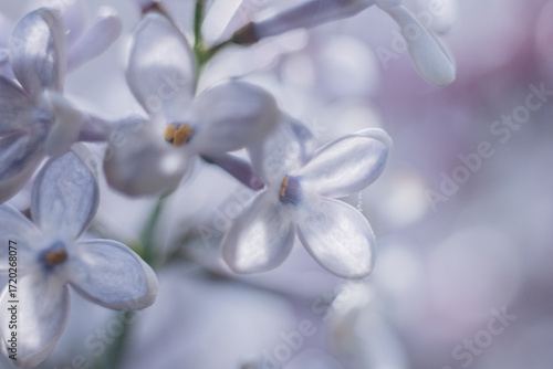 Lilac blossom in spring. Lilac flowers close up. Growing lilacs.