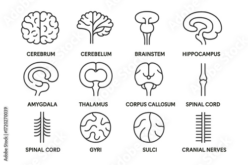 Neuroanatomy Icon Grid. Neuroanatomy. Line outline icon set of Neuroanatomy: cerebrum, cerebellum, brainstem,