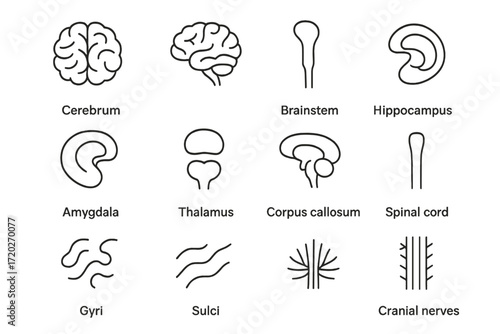 Neuroanatomy Icon Set. Neuroanatomy. Line outline icon set of Neuroanatomy: cerebrum, cerebellum, brainstem,