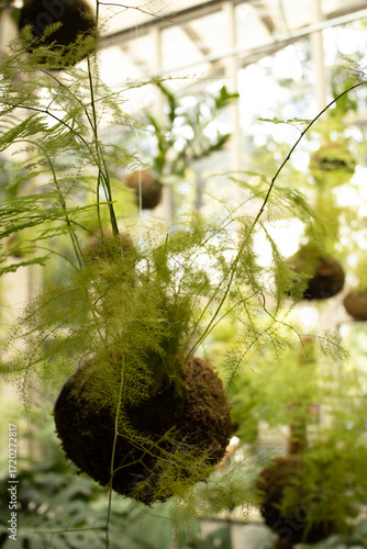 Green asparagus fern displayed in moss kokedama ball, hanging against glasshouse background, soft light composition for ecommerce, mockup or banner design.