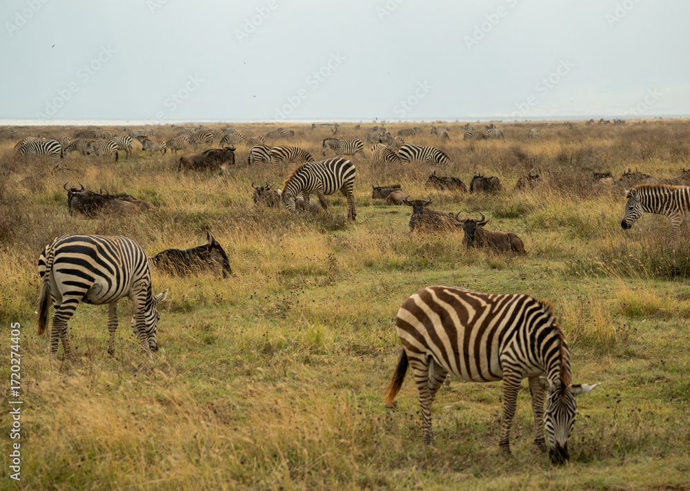 Fototapeta premium Large mixed herd of zebras and wildebeest grazing and resting together on open savannah in Ngorongoro Crater, Tanzania.