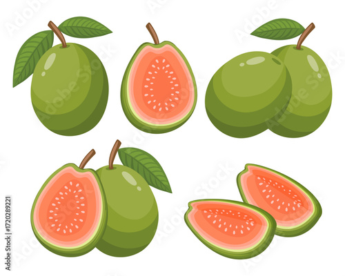 Fresh guava fruits collection, whole, halved and sliced. Healthy fruit illustration.