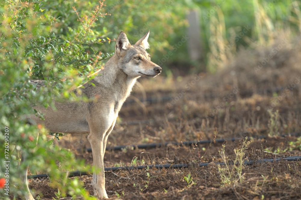 Fototapeta premium Guards of Bhigwan