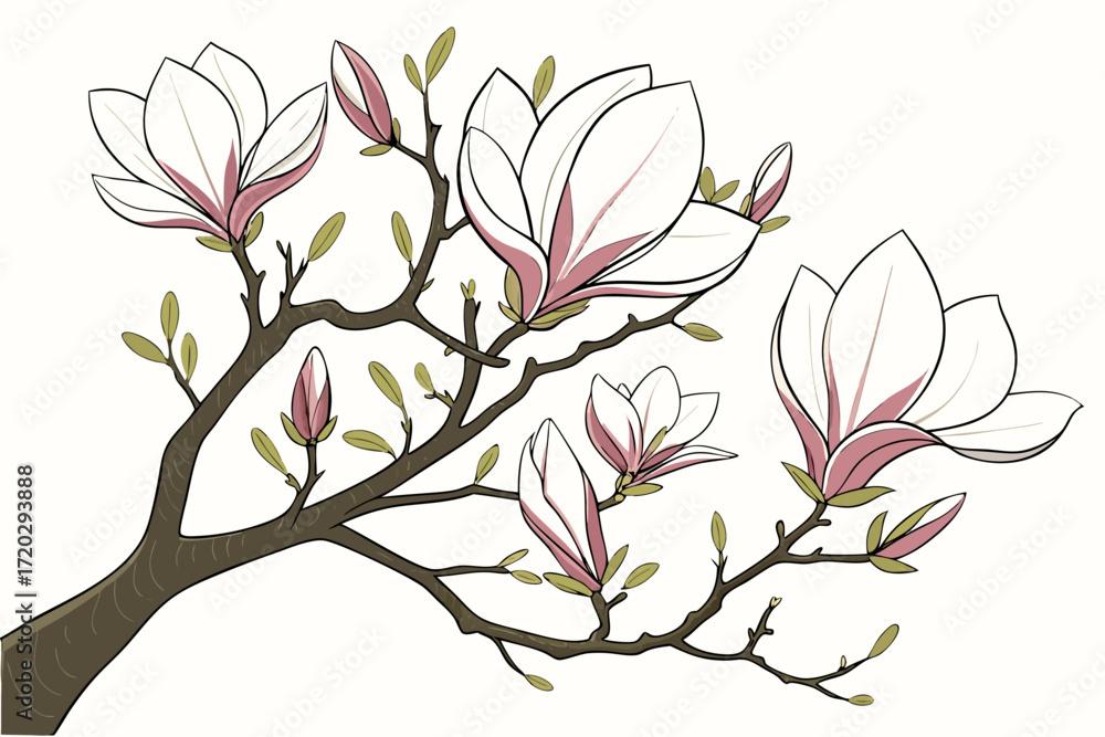 Obraz premium Beautiful magnolia tree blossoms vector art elegant white and pink floral illustration scalable graphics