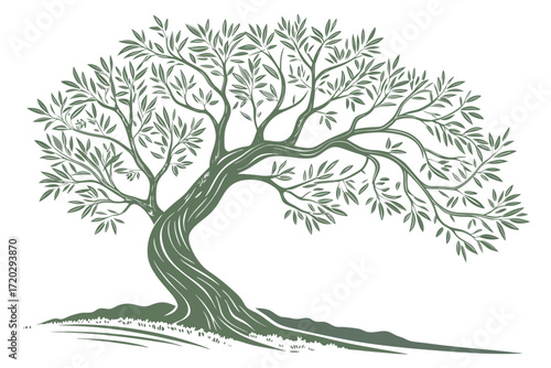 Elegant silvery green olive tree vector illustration scalable nature art