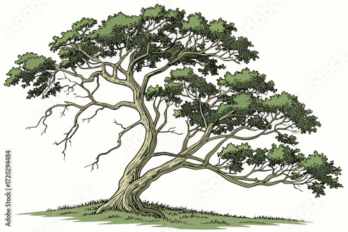 Vector illustration of a mature sycamore tree with distinctive mottled bark and dense green foliage