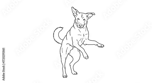 Dog standing on hind legs, a playful pet in a dynamic pose