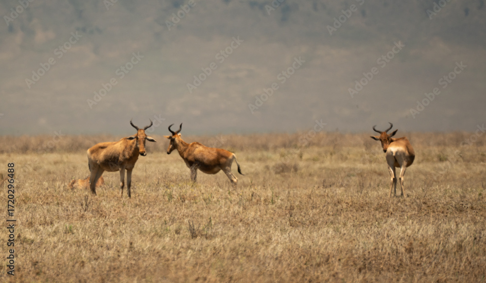 Fototapeta premium Group of topi antelopes standing on dry grassland in Ngorongoro Crater, Tanzania.