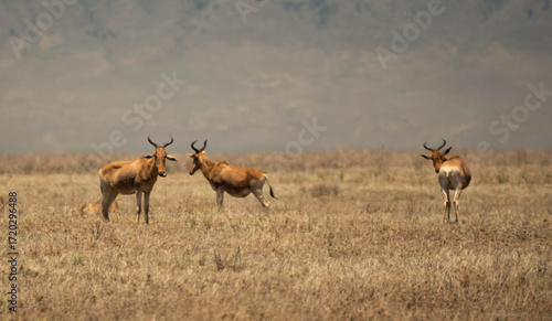 Φωτογραφία Group of topi antelopes standing on dry grassland in Ngorongoro Crater, Tanzania