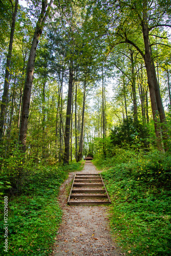 A road in the forest with beautiful pines and green trees and a wooden staircase on a clear sunny day. Nature lake landscape ecology.
