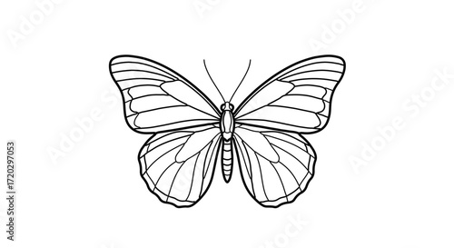 Illustration of a butterfly a beautiful insect with delicate wings and antennae