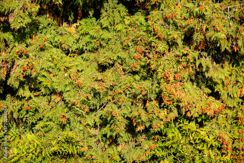 Thuja Brabant (Latin Thuja occidentalis) is a bright green color with berries on a bright sunny day. Flora is the nature of a plant.