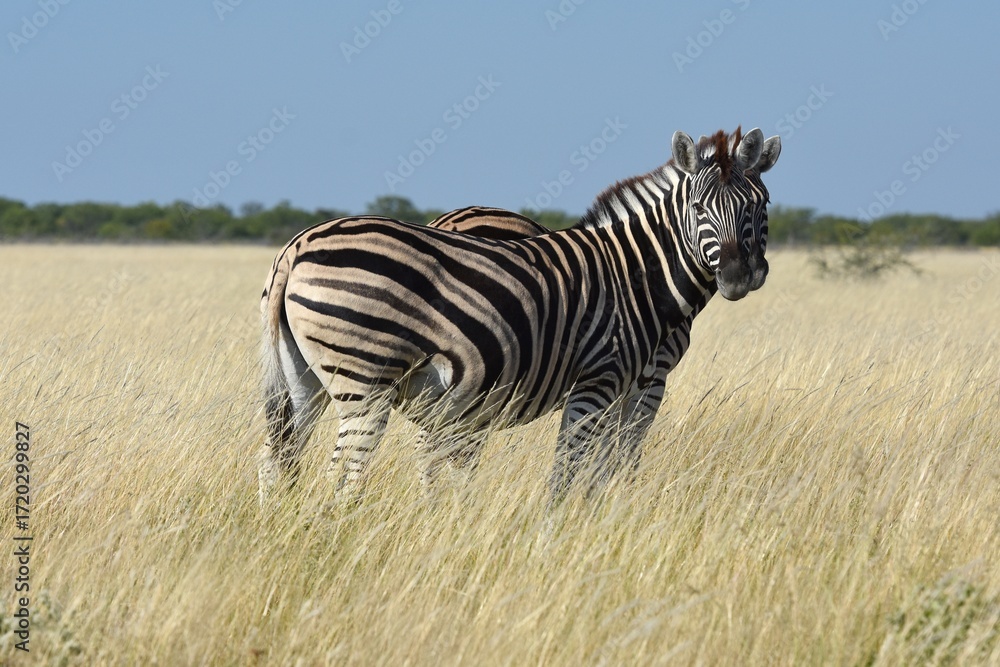 Naklejka premium Steppenzebras (Equus quagga) im Etoscha Nationalpark in Namibia