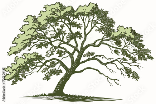 Vector illustration of a majestic elm tree with a wide canopy and detailed serrated leaves